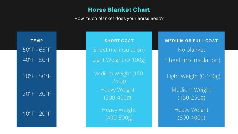 Which Horse Blanket Do I Need Healthy Horse Help