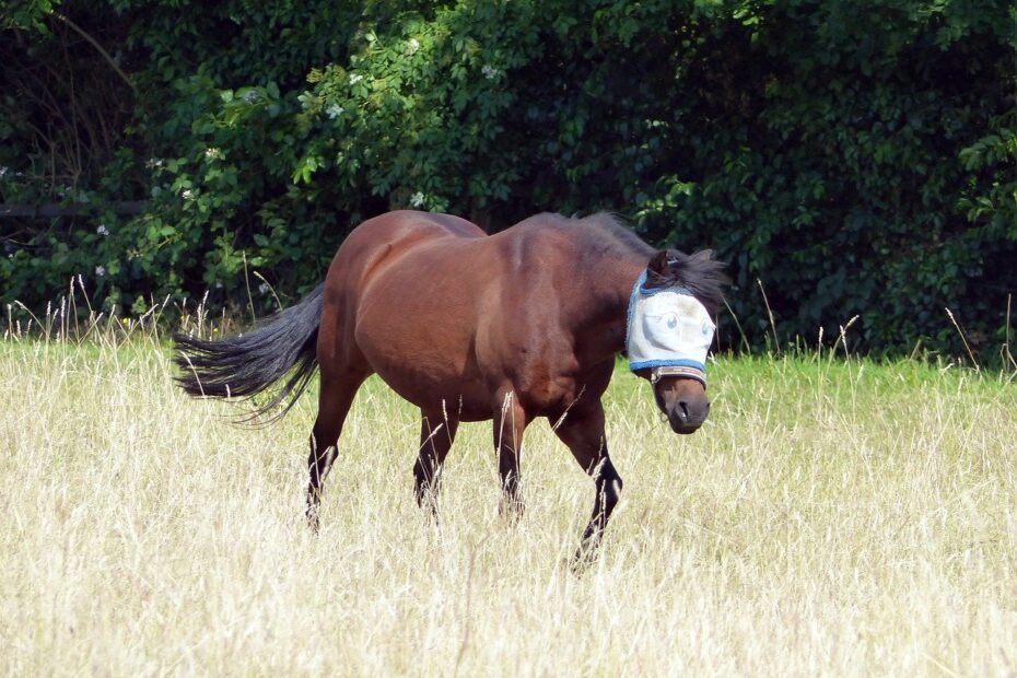 Horse with a funny fly mask with eyes