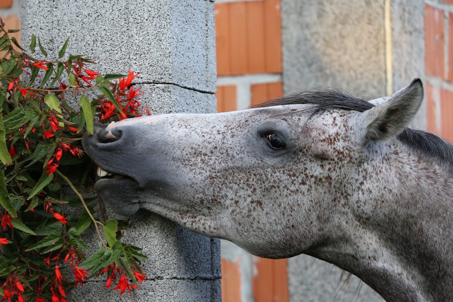 horses need to supplement their diet
