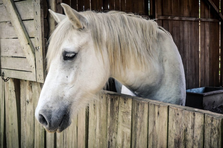 find the right horse barn