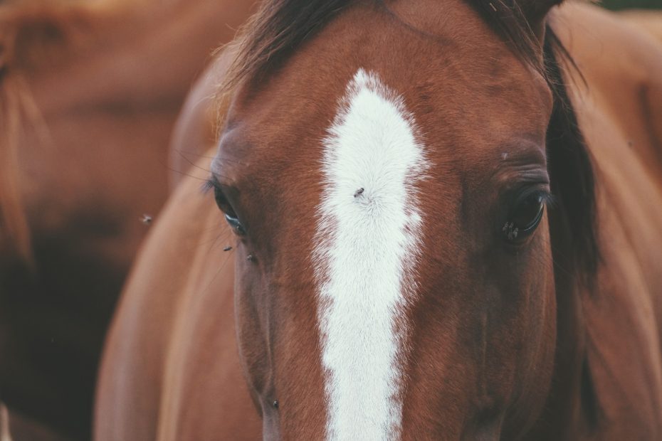 do you need fly repellent for your horse?