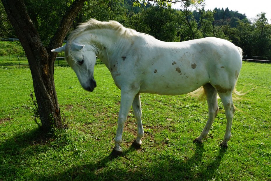 Help your horse maintain a healthy weight