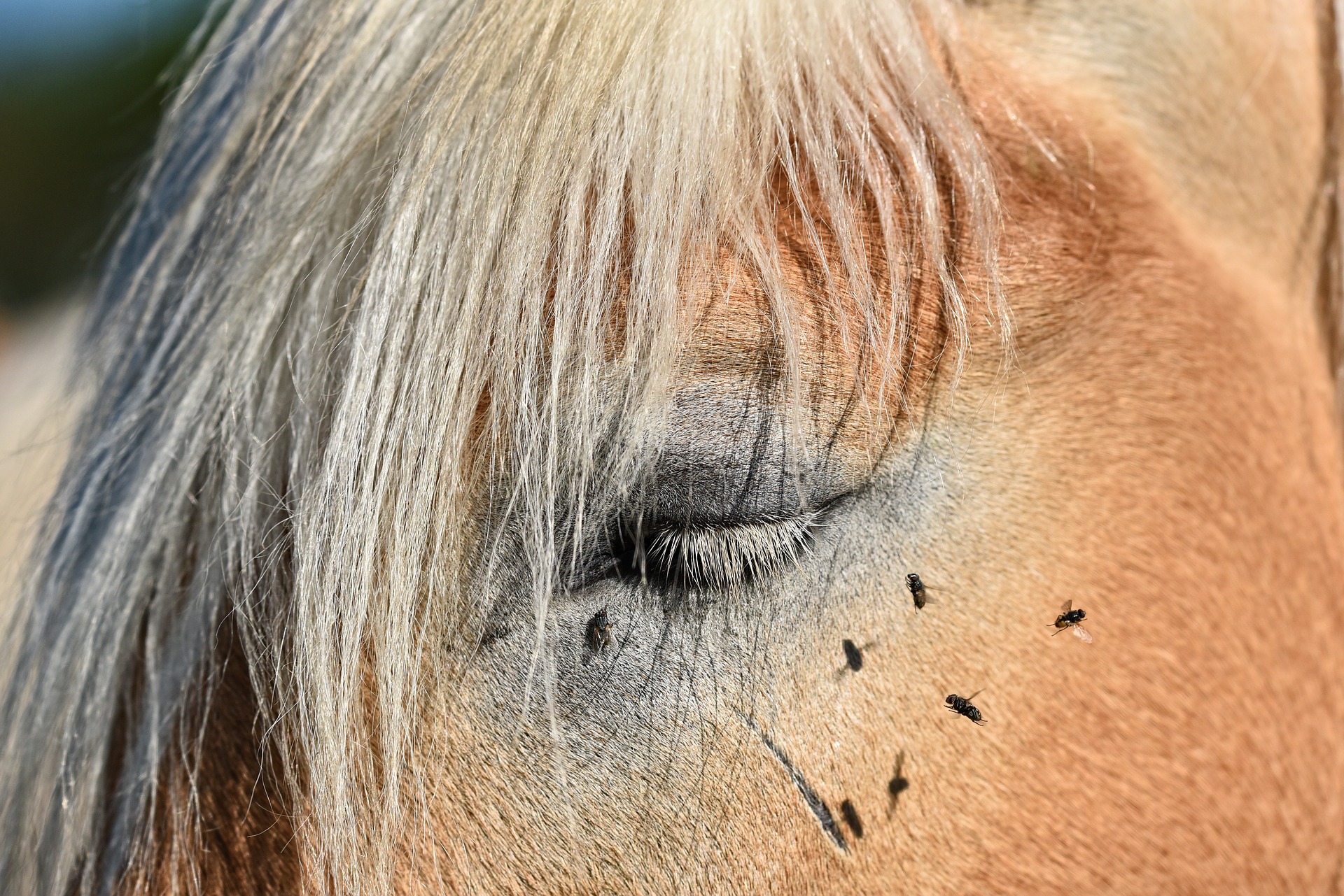 fly-control-for-horses-how-to-control-flies-on-your-horse-healthy