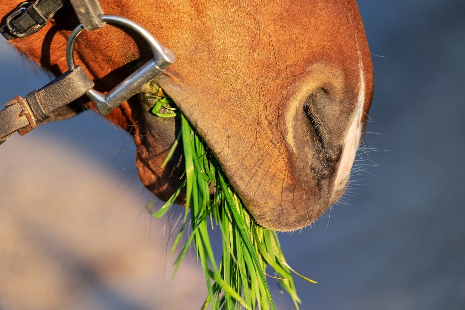 what are your horse's dietary needs?
