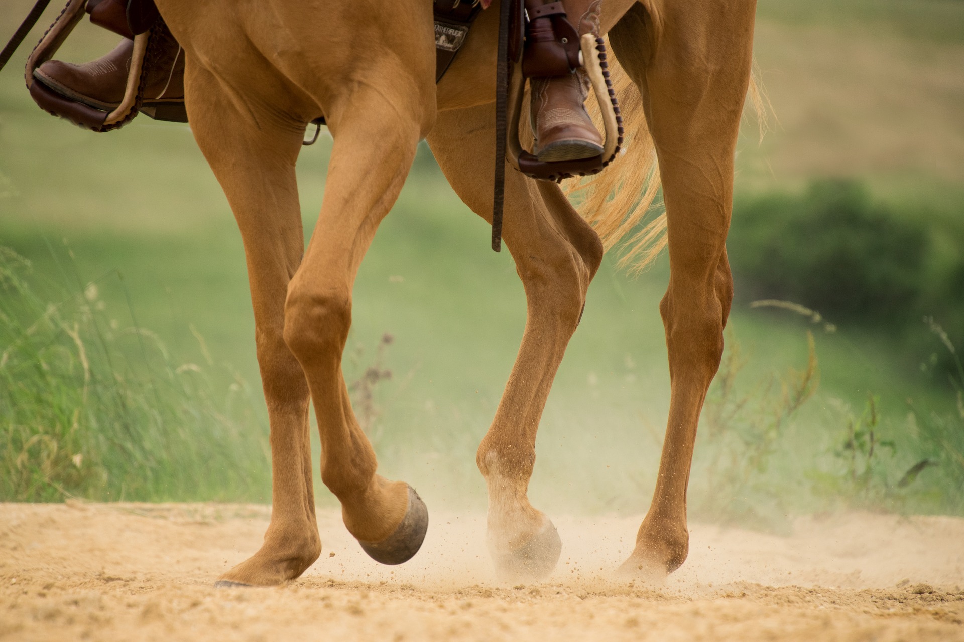 The Equine Arthritis Primer: Arthritis in Horses - Healthy Horse Help