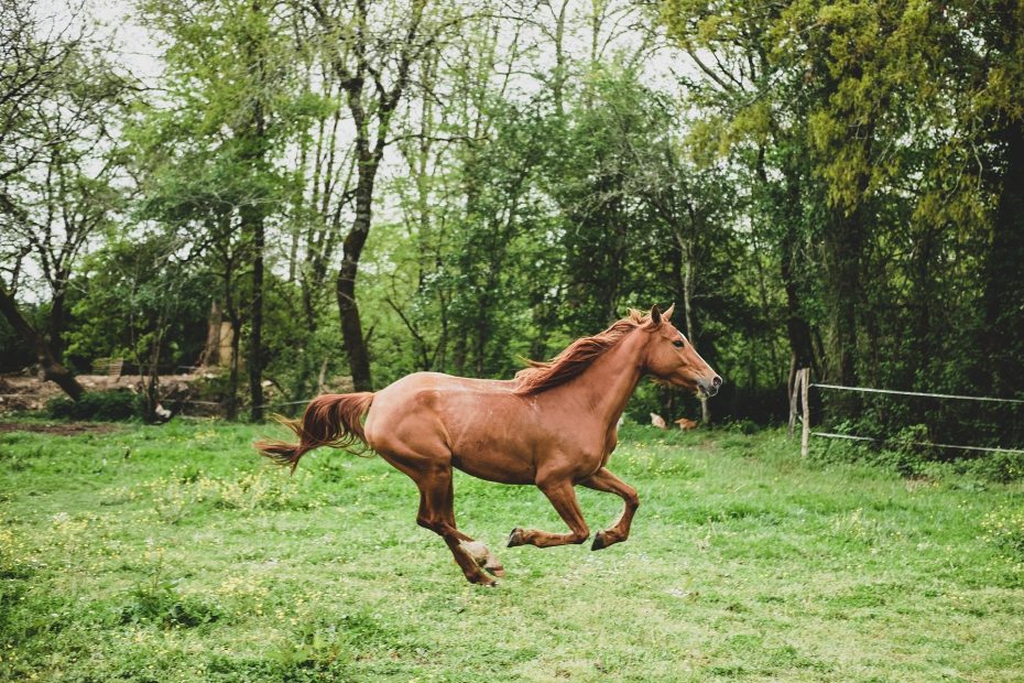 keep your horse's joints healthy