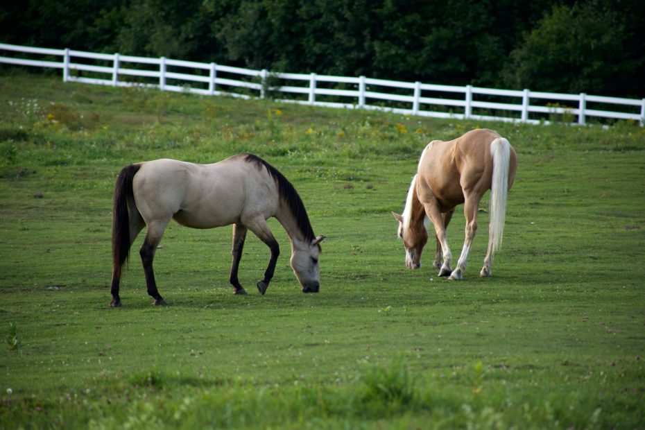 healthy horses maintain an ideal weight