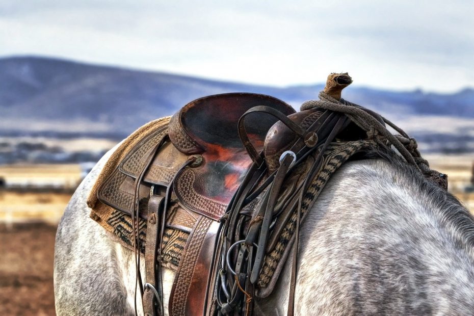 what type of horse saddle do you need?