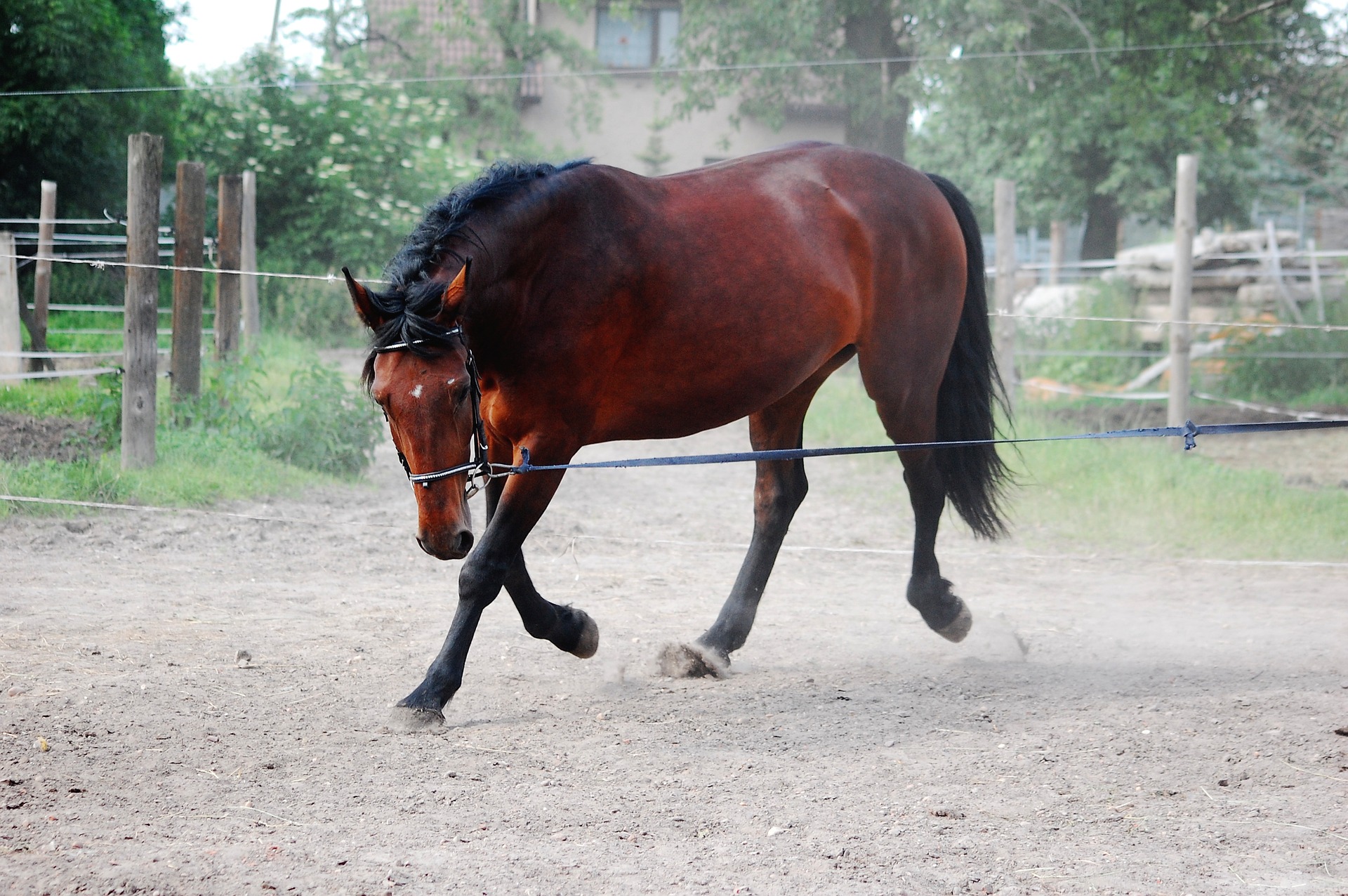 what-causes-a-horse-to-be-cold-backed-and-possible-treatments-healthy