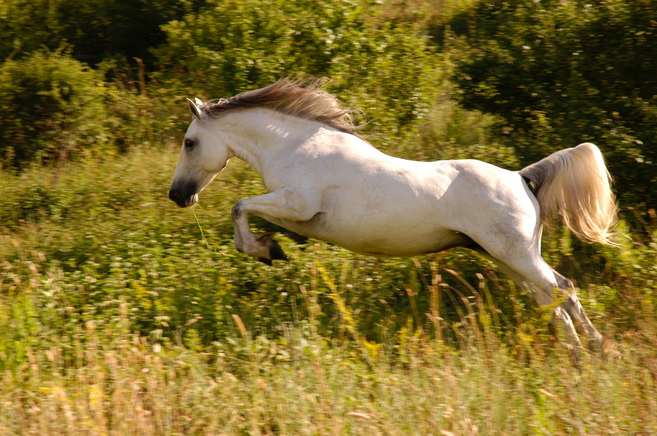 Why Do Horses Spook So Easily